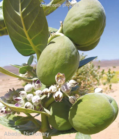 calotropis procera